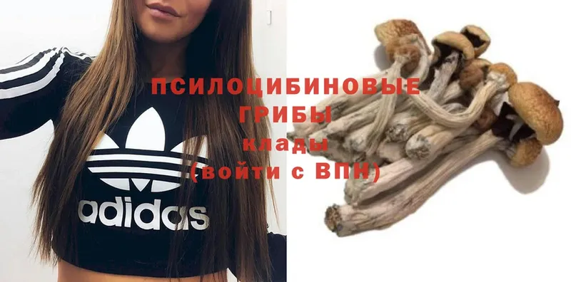 Галлюциногенные грибы Magic Shrooms  Голицыно 